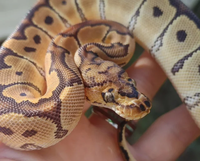 Clown Ball Python Female 120g