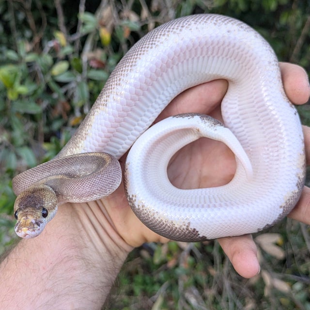 Black Pastel GHI Champagne Yellowbelly Ball Python Female 207g