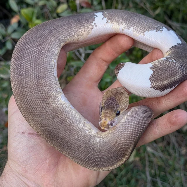 Black Pastel GHI Champagne Yellowbelly Ball Python Female 207g