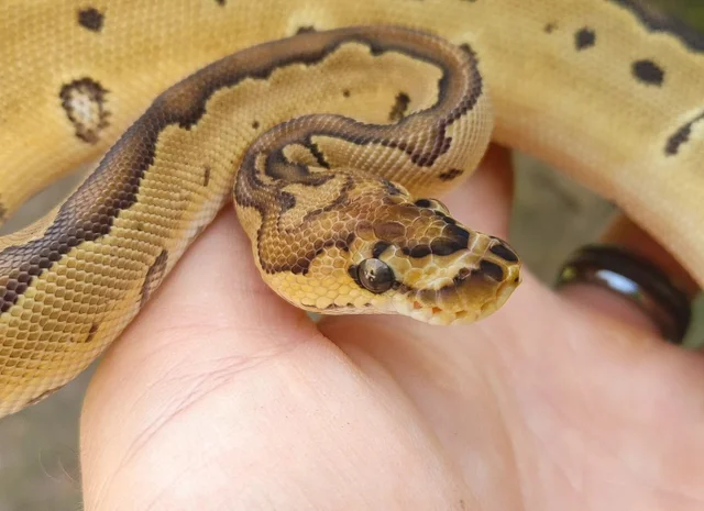 Reduced Pattern Clown Ball Python Female 133g