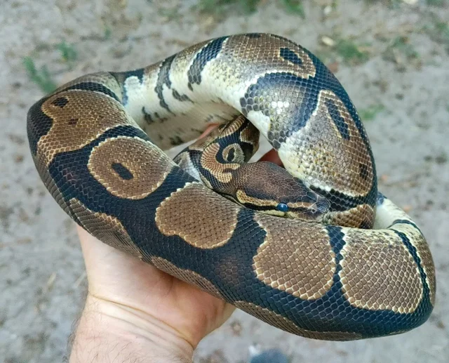 Normal Ball Python Female 1509g Just hit Breeding size!