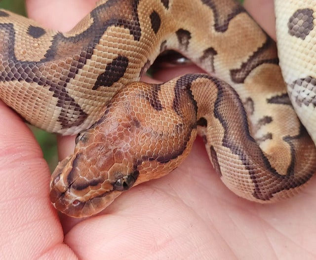 A Clown Ball Python Female 149g