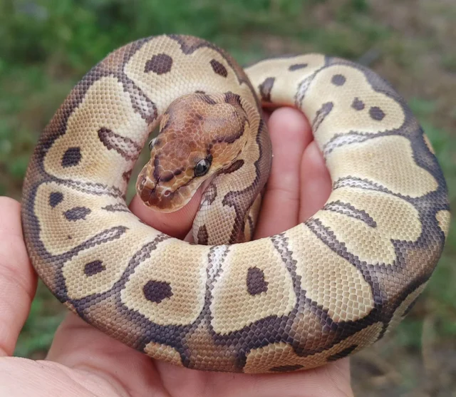 A Clown Ball Python Female 149g