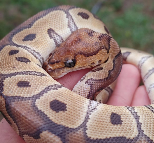 A Clown Ball Python Female 149g