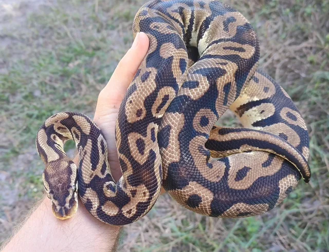 Pastel 66% Double Het Hypo Clown Ball Python Female 1434g