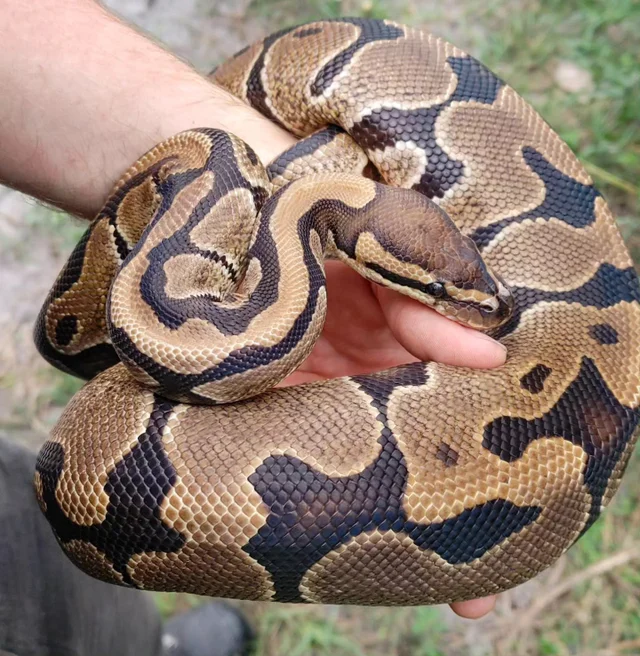 100% Het Clown 50% Het Hypo Ball Python