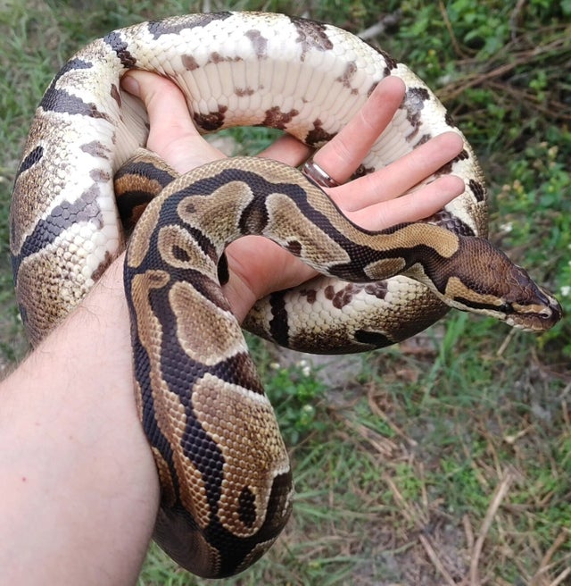 100% Het Clown 50% Het Hypo Ball Python