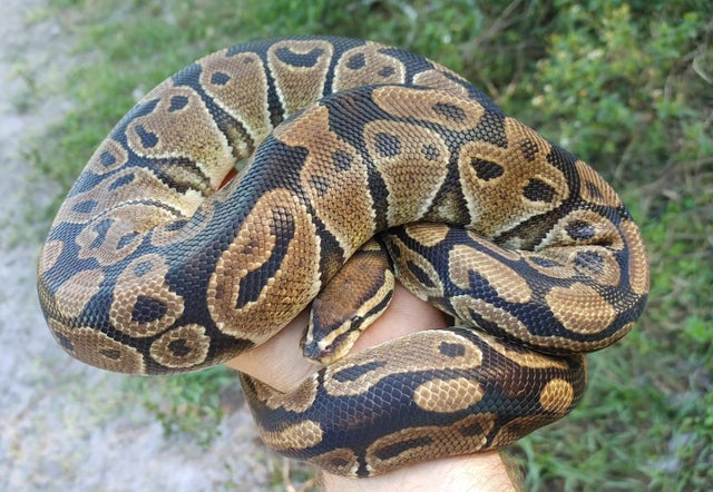 66% DH Hypo Clown Female Ball Python 1548g Eating live medium rats!