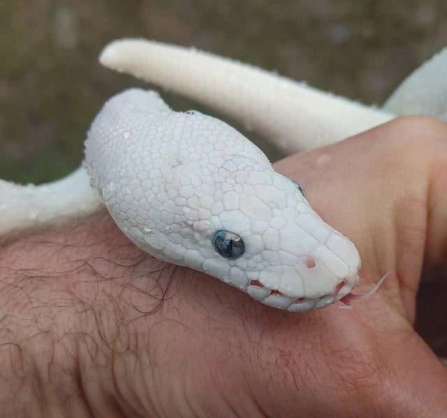 Super Russo Female Ball Python 1738g