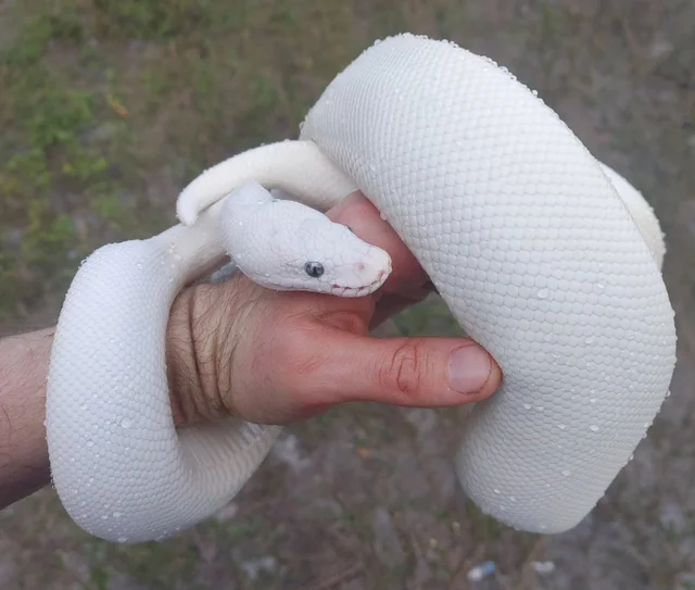 Super Russo Female Ball Python 1738g