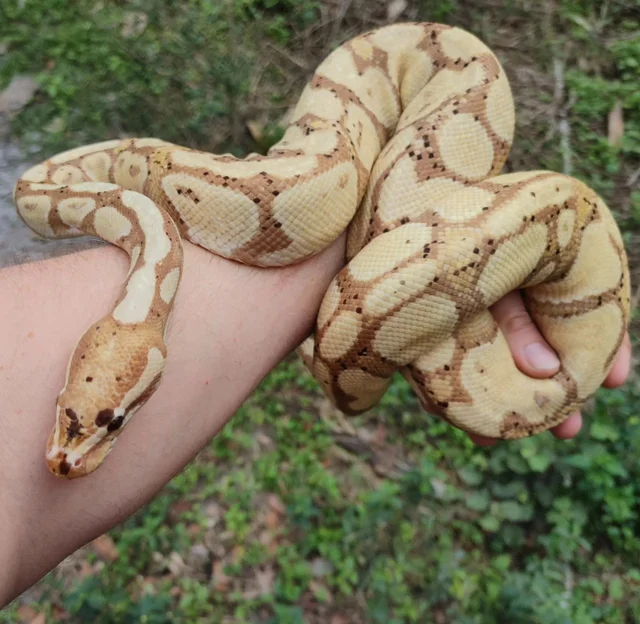 Banana Ball Python Female 1285g