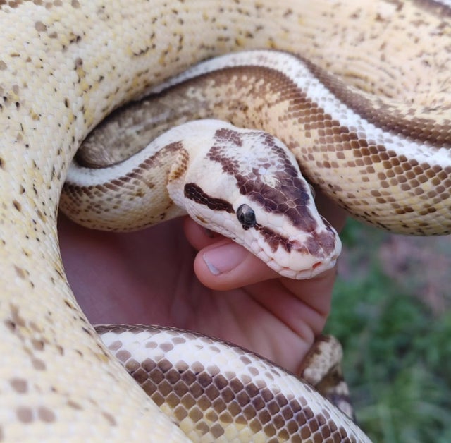 Pastel Super Stripe Ball Python Female 1541g
