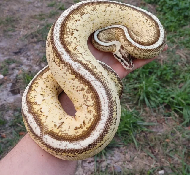 Pastel Super Stripe Ball Python Female 1541g