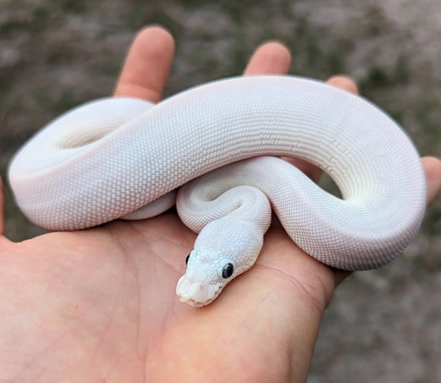 Butter Mystic Possible Yellowbelly Ball Python Female 97g