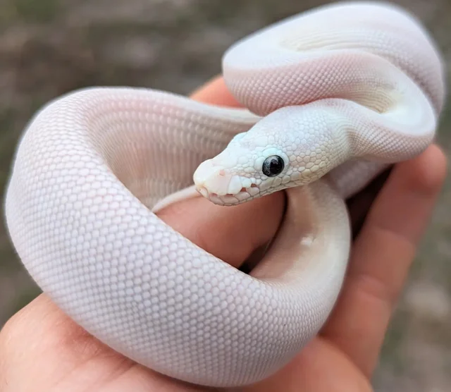Butter Mystic Possible Yellowbelly Ball Python Female 97g