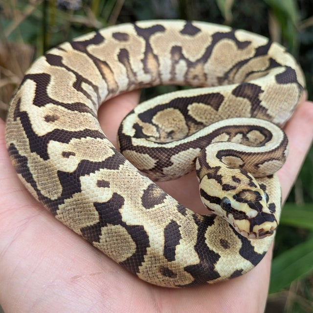 Spotnose Fire Yellowbelly 100% Het Clown Ball Python Male 190g