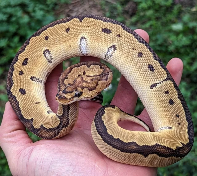 Reduced Pattern Clown Ball Python Female 202g