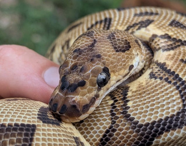 Orange Dream Yellowbelly Clown 100% Het Pied Ball Python Female 330g