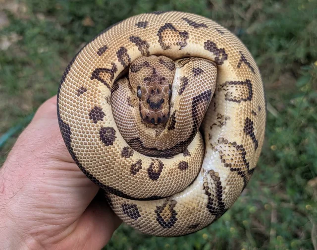 Orange Dream Yellowbelly Clown 100% Het Pied Ball Python Female 330g