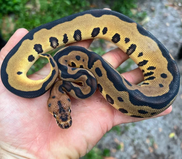 A Leopard Clown Ball Python Female 155g Tiny kink at the tip of the tail