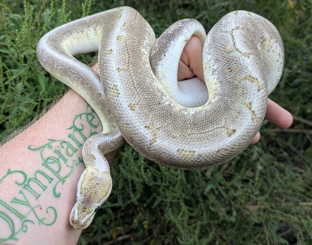 Bamboo Pinstripe Trick Ball Python Female 731g