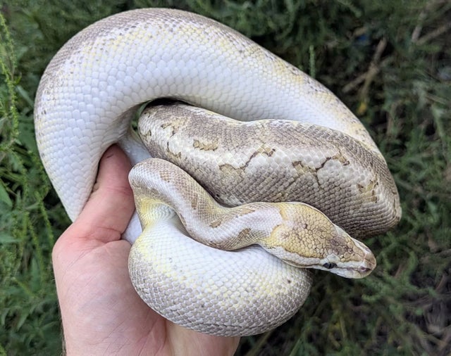 Bamboo Pinstripe Trick Ball Python Female 731g