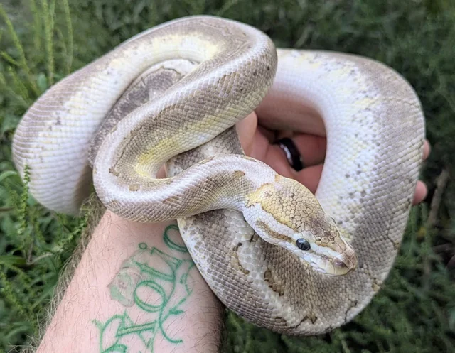 Bamboo Pinstripe Trick Ball Python Female 731g