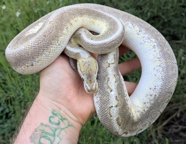 Bamboo Pinstripe Trick Ball Python Female 731g