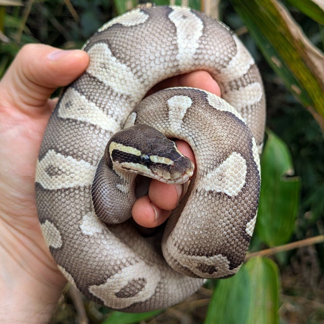 Super Mystic Enchi Ball Python Female 434g