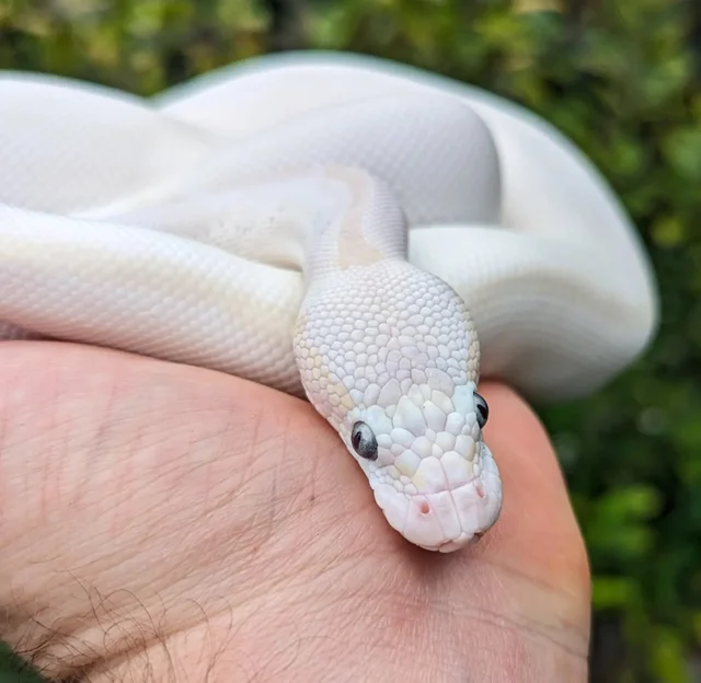 Karma Ball Python Female 447g