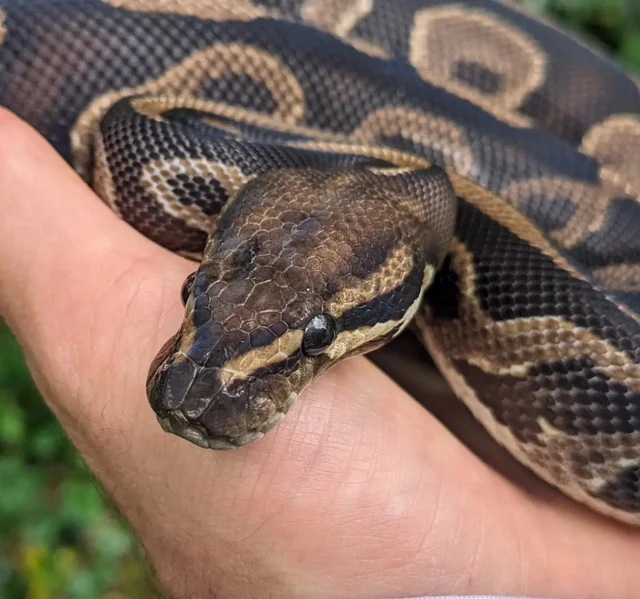Leopard Specter Ball Python Female 949g