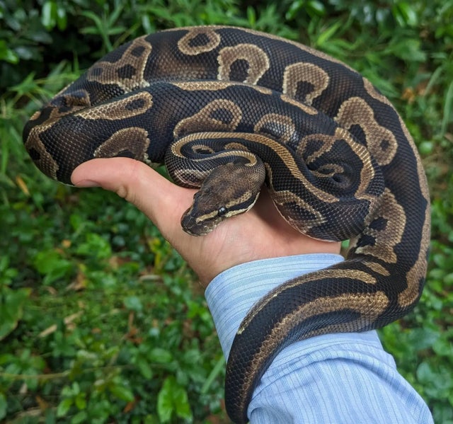 Leopard Specter Ball Python Female 949g