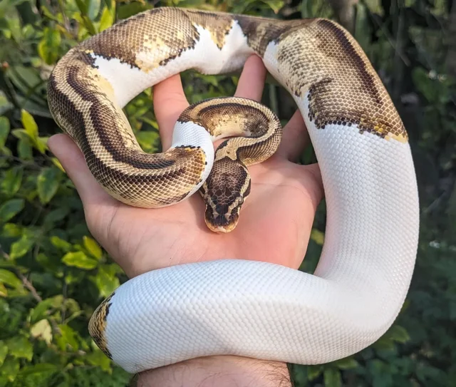 A Pastel Pied Ball Python Female 798g