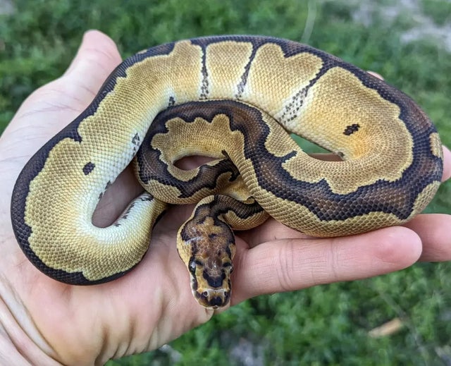A OD Clown Ball Python Female 144g