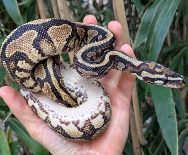 Spotnose Yellowbelly Ball Python Female 358g