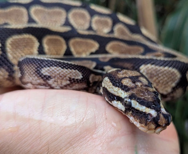 Spotnose Yellowbelly Ball Python Female 358g