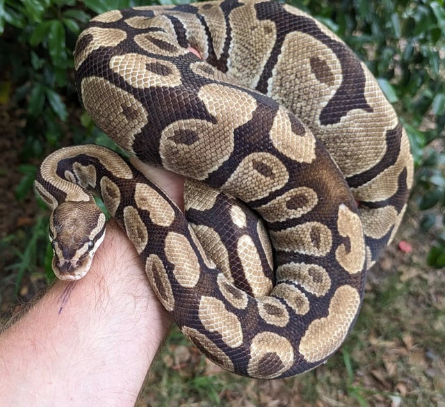 Fire Ball Python Female 2153g Proven Breeder!