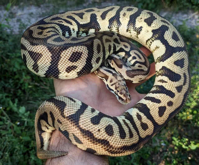 Leopard Spotnose Pastel Ball Python Female 870g