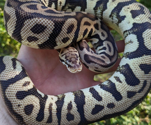 Leopard Spotnose Pastel Ball Python Female 870g