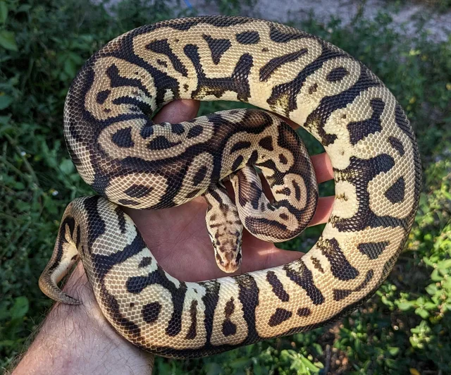 Leopard Spotnose Pastel Ball Python Female 870g