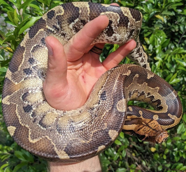 Borneo Short Tailed Python Female Juvenile ~2.5ft