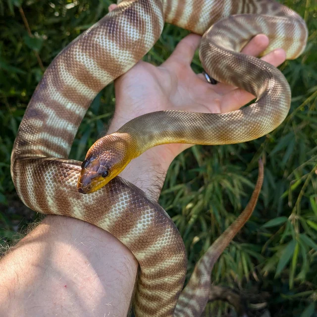 Woma Python Male ~4FT
