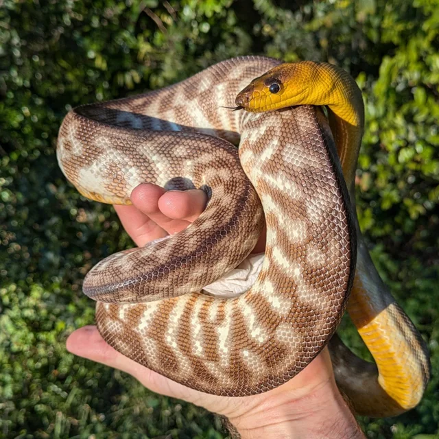 Woma Python Female ~4FT