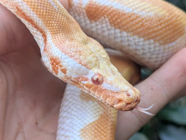 T Negative Albino Blood Python Male ~1.5FT