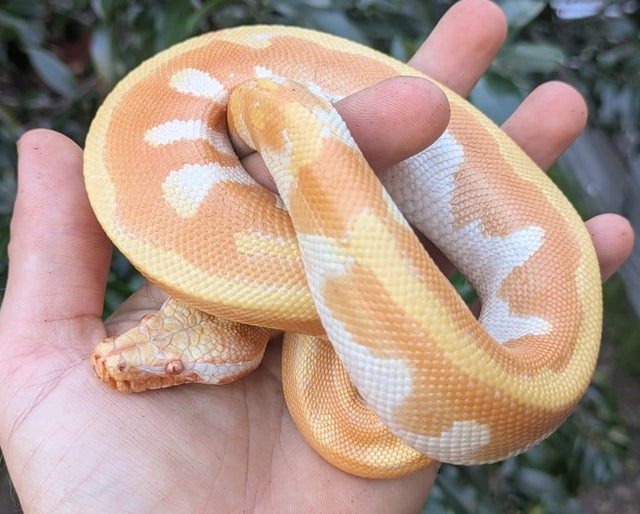 T Negative Albino Blood Python Male ~1.5FT
