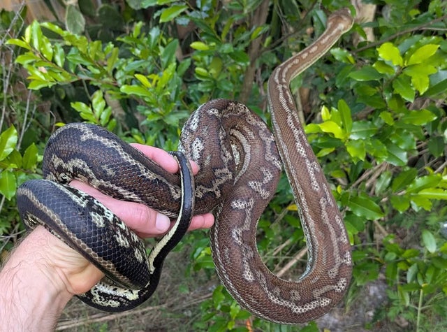 Genetic Stripe possible Het Stonewashed Carpet Python Female ~5 FT