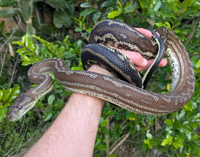 Genetic Stripe possible Het Stonewashed Carpet Python Female ~5 FT