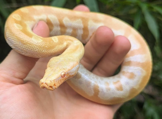T Negative Blood Python Male ~1FT