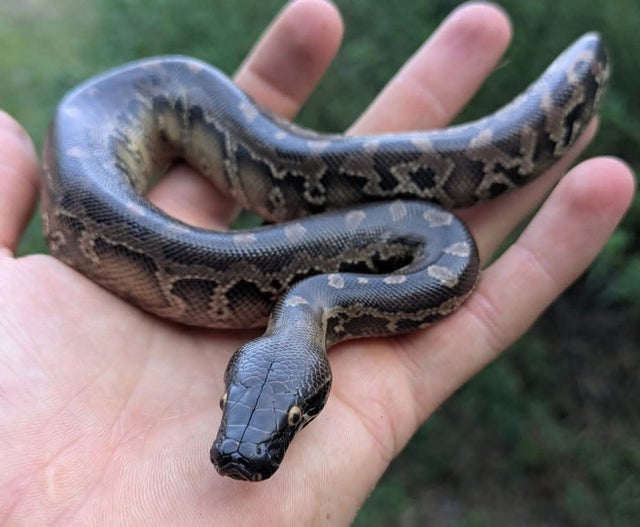 USCBB Sumatran Short Tail Python ~1FT