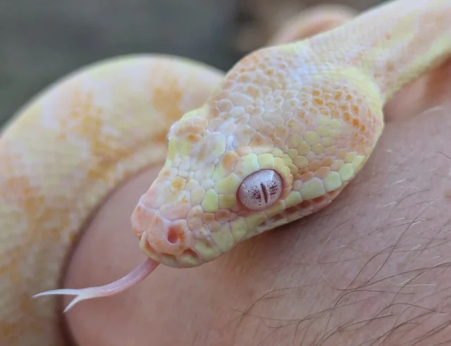 Albino Carpet Python Female ~2.5.FT